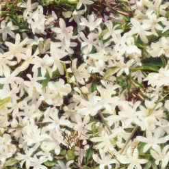 Gucci Flora Van Flora Prachtige Gardenia