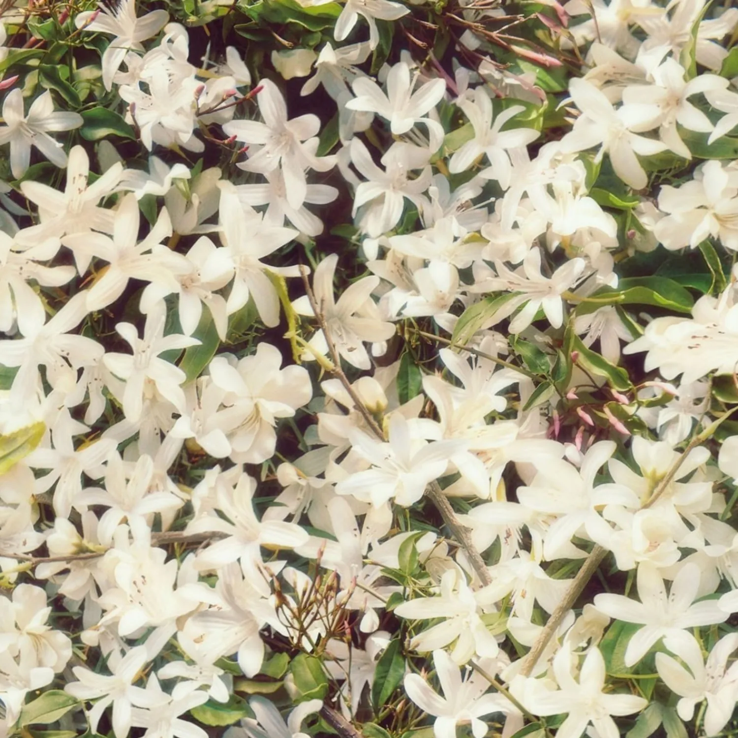Gucci Flora Van Flora Prachtige Gardenia
