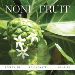 KORA Organics Noni Stralende Oogolie