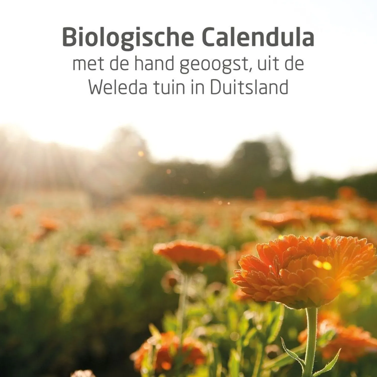 Weleda Calendula Billenbalsem