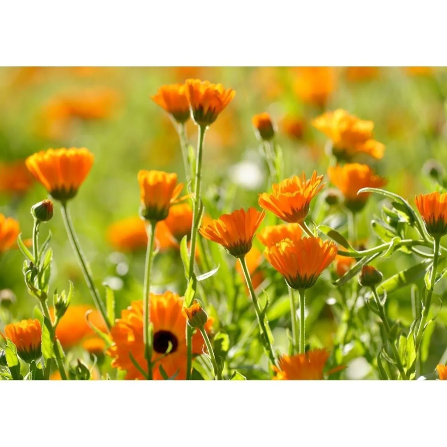 Weleda Calendula Cremebad